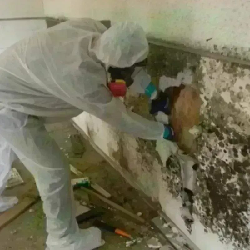 Mold Remediation and Removal in San Juan, PR